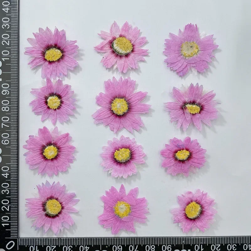 24Pcs/2-4Cm, Natuurlijke Geperste Bloemen Bloemblaadjes, real Gedroogde Daisy Diy Craft Valentines Gift Bladwijzer Telefoon Case Geurende Kaars Decor