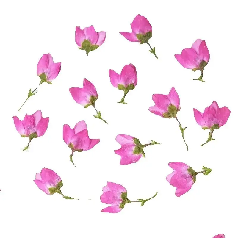 40 pièces/1-1,5 cm, mini fleurs séchées pressées pour DIY, fleurs d'accompagnement, résine, coques de téléphone, marque-pages, spécimens végétaux, cadres photo, fournitures artisanales