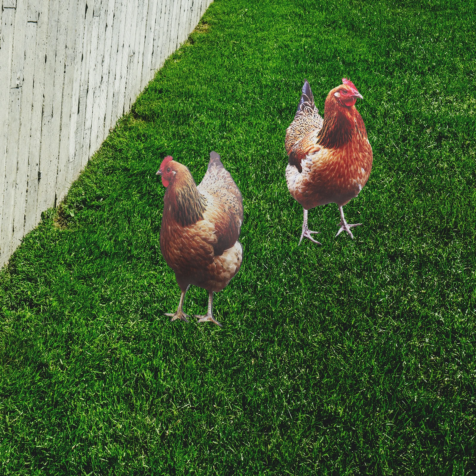 

2 Pcs Acrylic Decorative Inserts Chicken Rooster Garden Yard Stake Outdoor Durable Double Sided Lawn Ornament