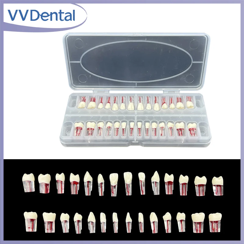 

VVDental 28Pcs/Set Dental Teeth Root Canal Models Endodontics RCT Block Pulp Cavity Practice Model Study Endo Student Training