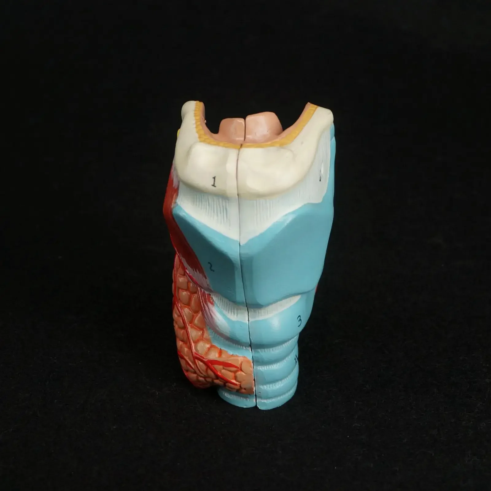 Model Anatomi Laring Manusia PVC - Model Tenggorokan Kerangka Anatomi Medis Ukuran 1:1