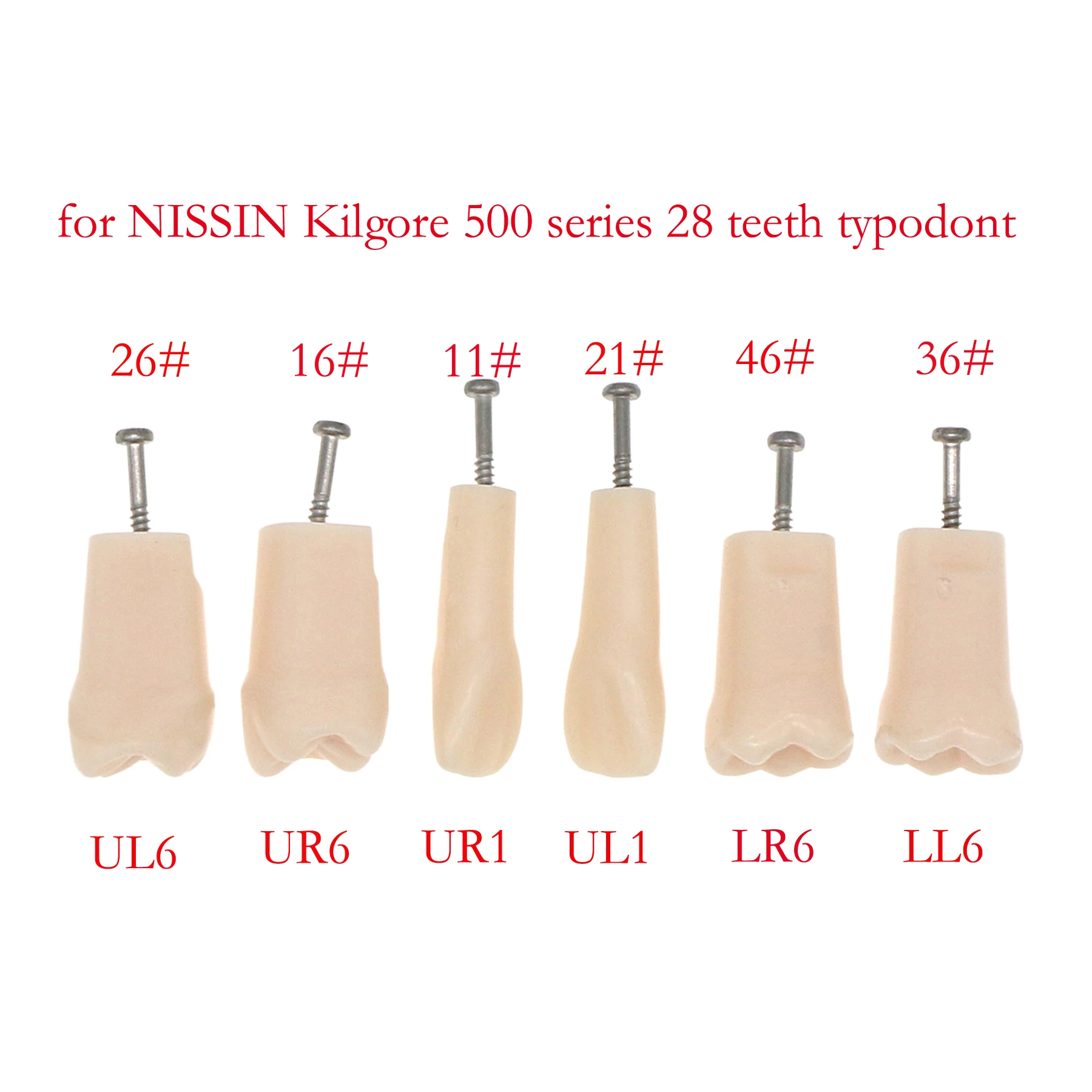 

Стоматологическая модель 6 размеров подходит для Kilgore NISSIN 500, тип 28 шт., съемные зубы, ввинчивающиеся практические исследования M8024-6 11 # 21 # 16 # 26 # 36 # 46 #