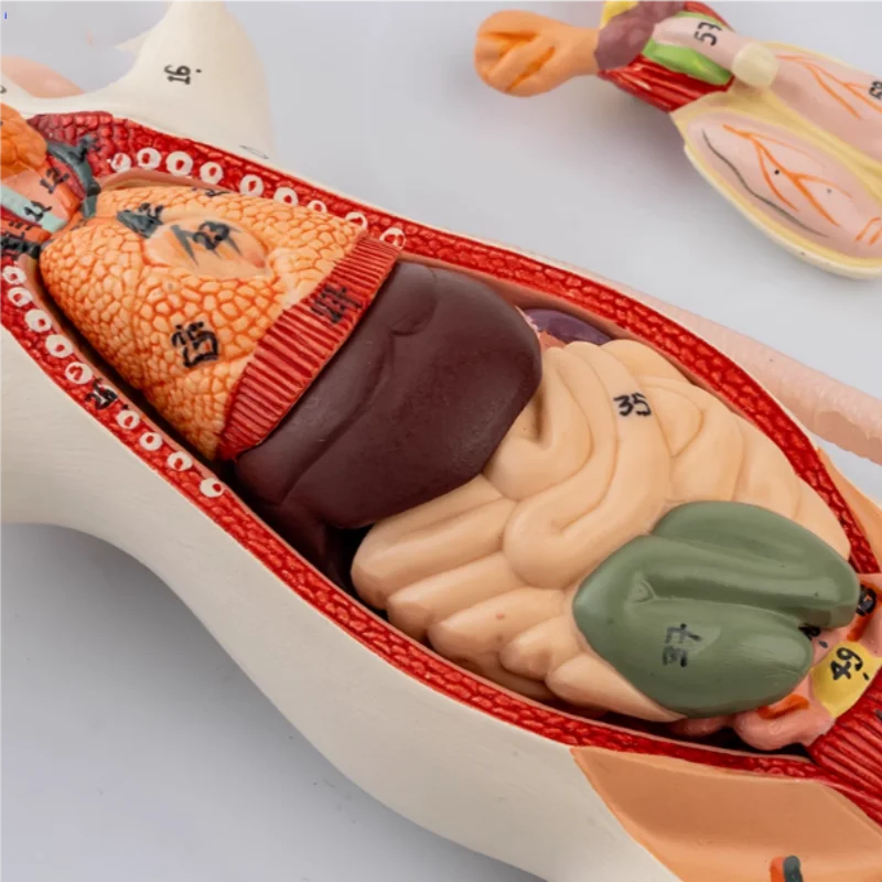 1:1 natural large mouse anatomical model Mouse assembling puzzle toy Animal anatomy model 23*18*7cm free shopping