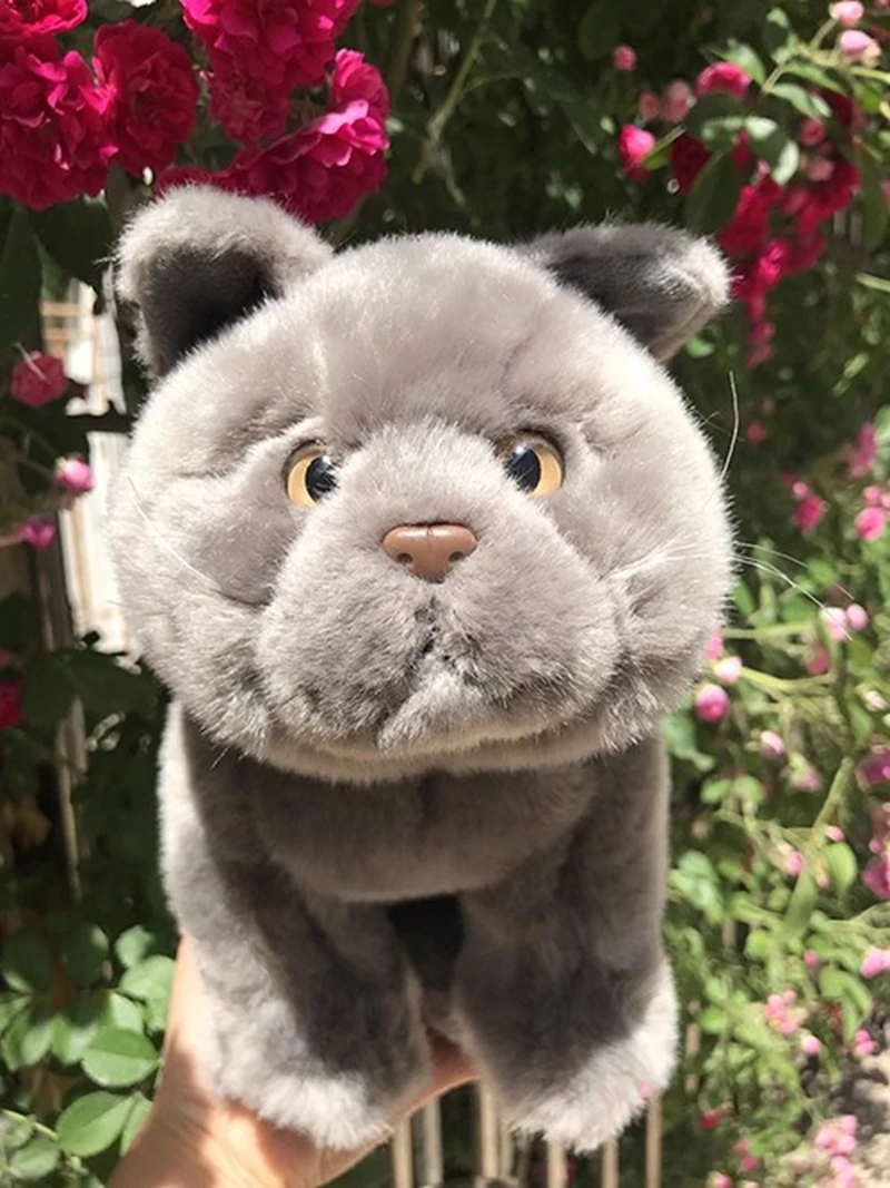 

Прекрасная мягкая британская короткошерстная кошка, плюшевая игрушка, кукла, мягкая кукла для домашних животных, имитация животных, украшение, подарок 28 см DY10427