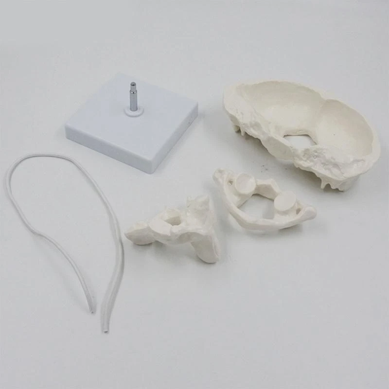 1,5x затылочная кость с базовой докторской доктором Анатомии Анатомия в классе для класса анатомии включает в себя подробные