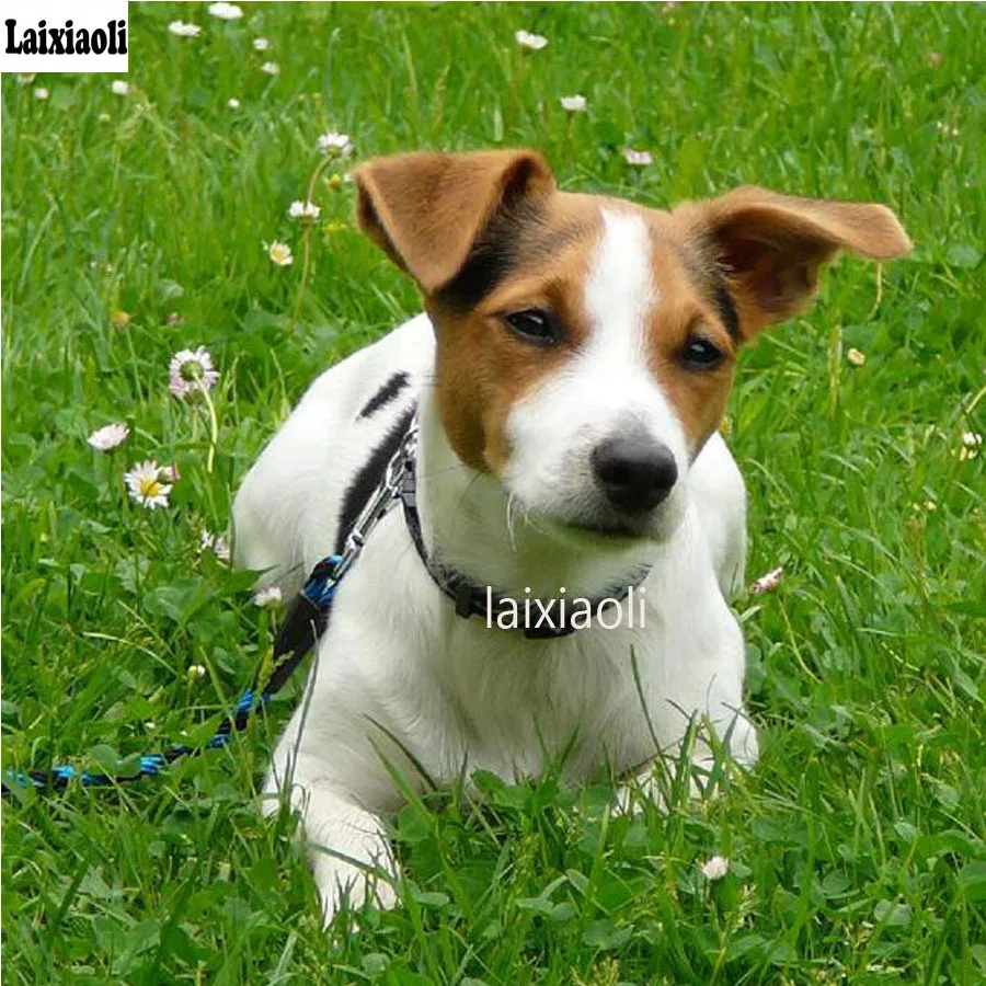 

DIY Алмазная вышивка собака Джек Рассел Алмазная мозаика полная квадратная алмазная живопись 5D вышивка крестиком аксессуары для украшения дома