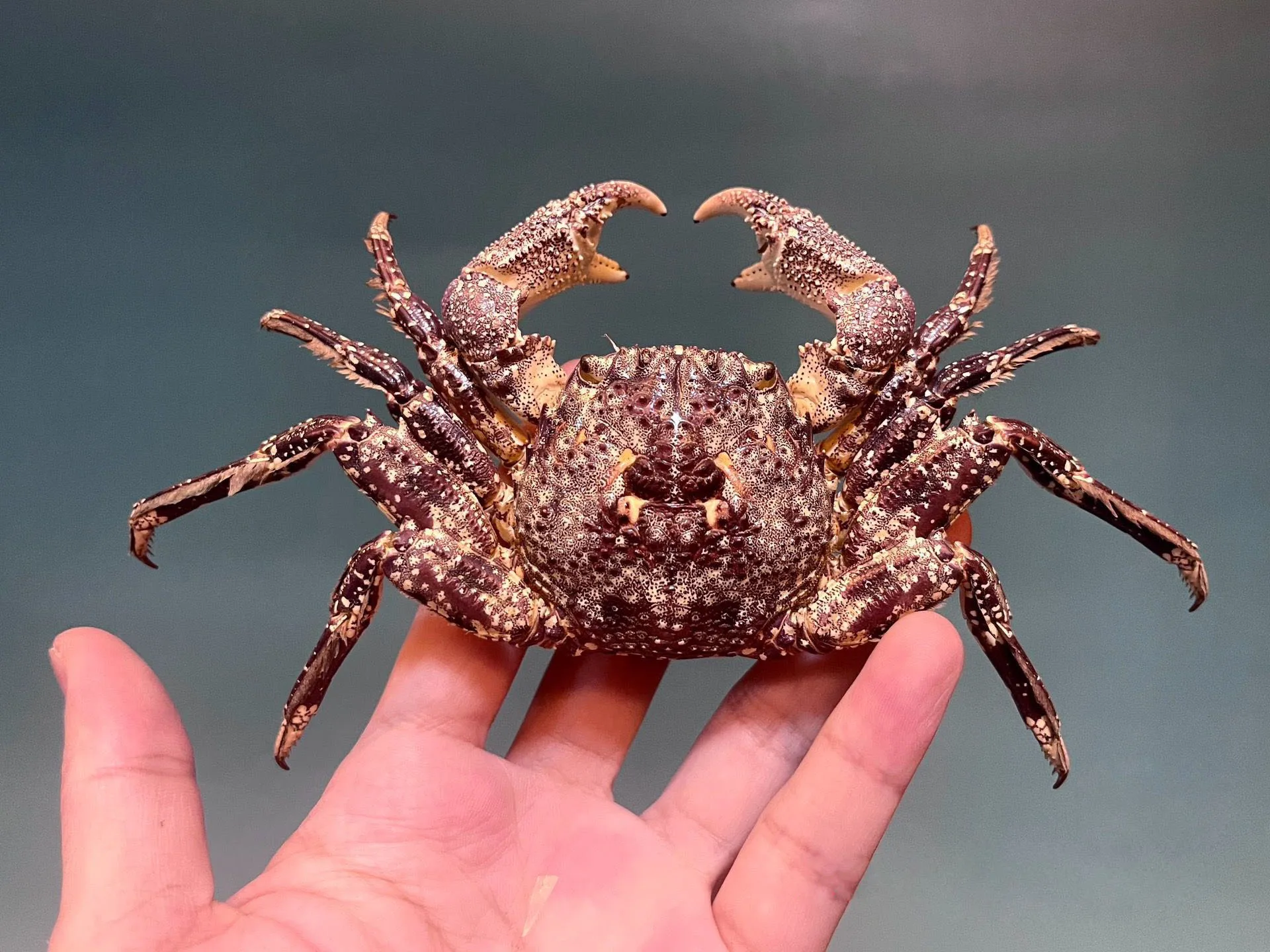 

Plagusia Squamosa Real Crab Specimen Special Handicrafts Collectors Home Decor Ornament Desk Decoration Customized