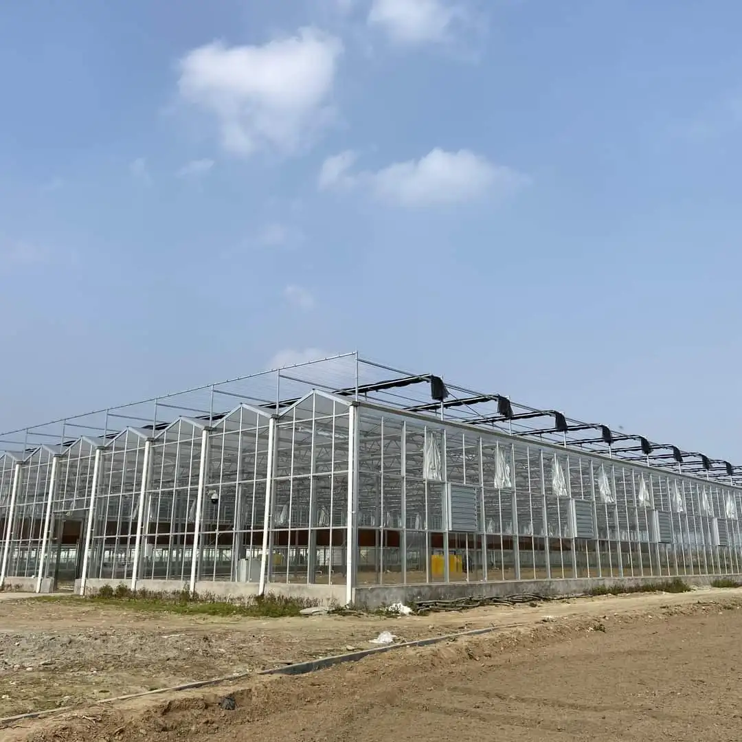 

Customized greenhouseMulti-Span Agricultural Glass Greenhouse with Smart Roof Ventilation & Vegetable Hydroponic System