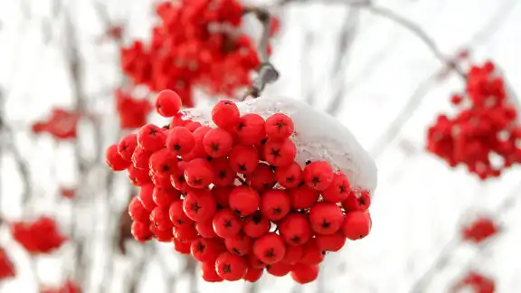 Dsservo DS3240 Servo de Motor impermeable de 40KG Servos de alto par para Robot/coche RC/Control de automatización Industrial AGV