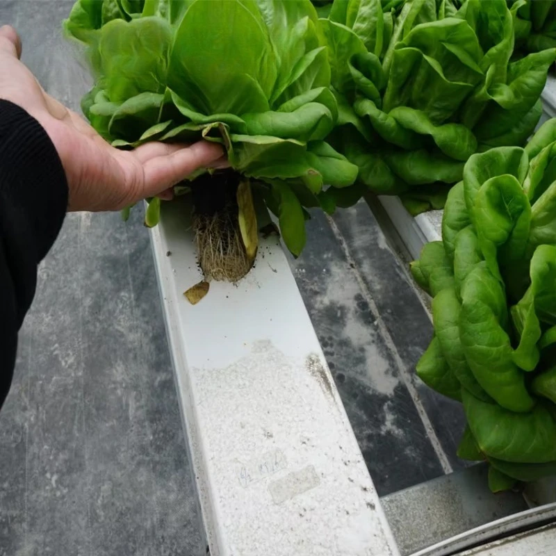 Sistema hidropónico NFT comercial