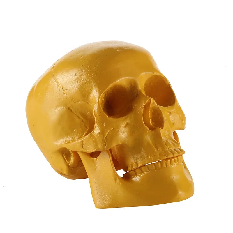 Small Resin Skull Medical Students Teaching Science Reference Human Skull Model Skull Head Halloween Decoration Figurines