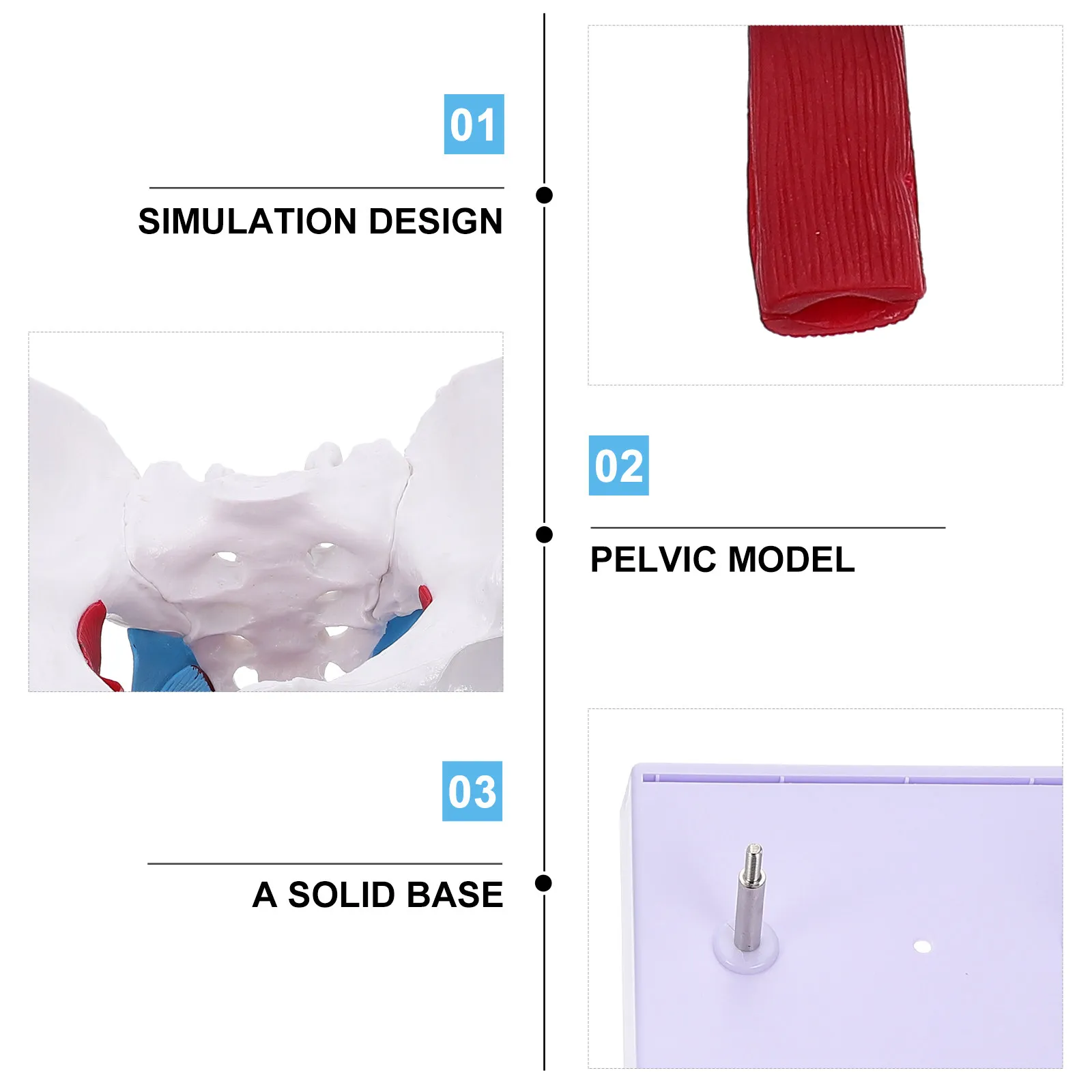 1Pcs Pelvic Anatomy Female Pelvis Structure Separable Teaching Educational Pelvic Floor Muscle Anatomical Display Aid