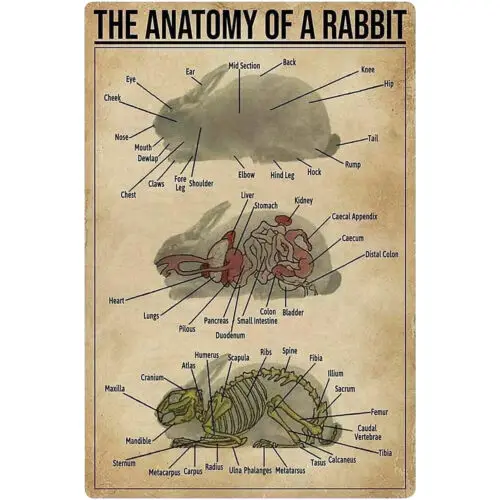 Panneaux métalliques Rabbit Knowledge, décoration murale en métal « L'anatomie d'un lapin »
