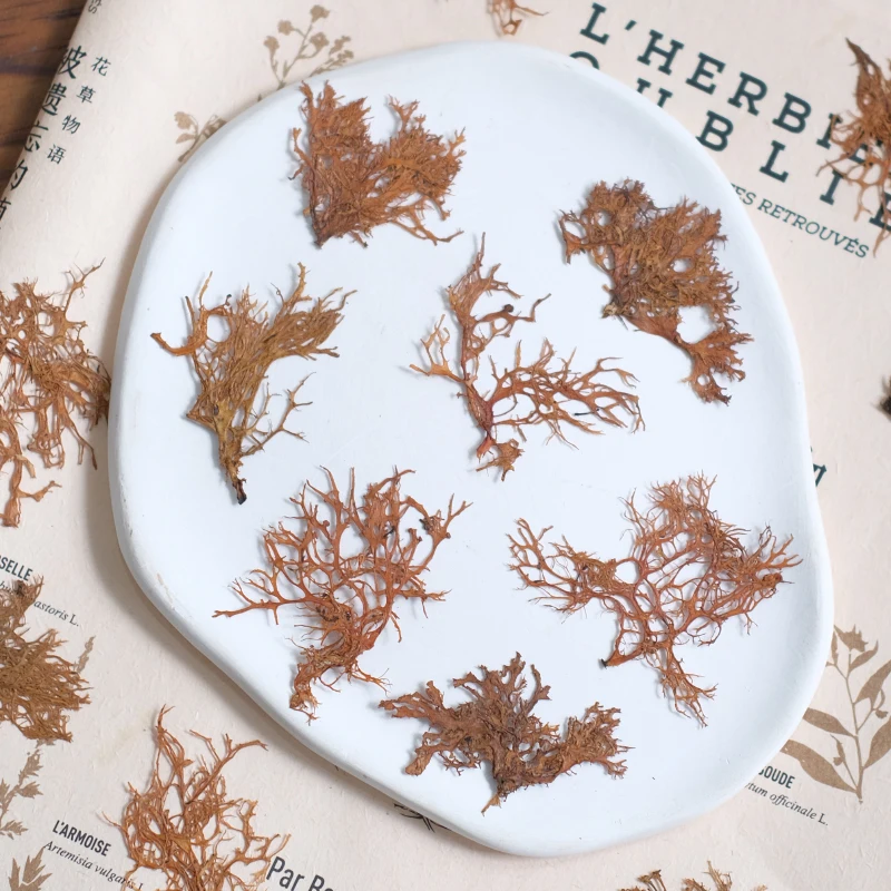 12개, 해초 수생 식물 건조 꽃 미니어처 풍경 산호초 - Dried Flower Bookmark 리뷰 및 가격
