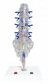 

Electric Model of Lumbosacral Vertebrae, Intervertebral Discs and Spinal Nerves Medical Science Human Anatomy Simulator Teaching