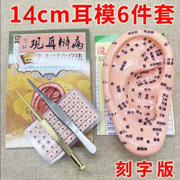 Ear Model for Auricular Point Massage Reflexology with Copper Probe and Ear Seeds