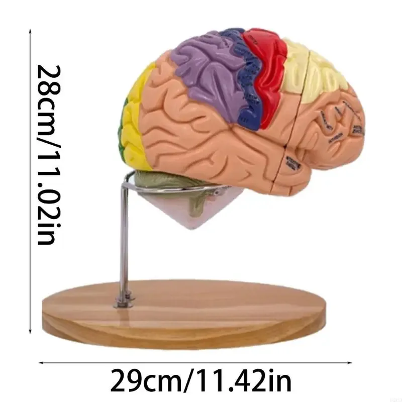 نموذج الدماغ البشري، نموذج تشريحي 4 أجزاء 2X موسع، وظيفة الدماغ مع القشرة المميزة لدراسة التدريس الطبي