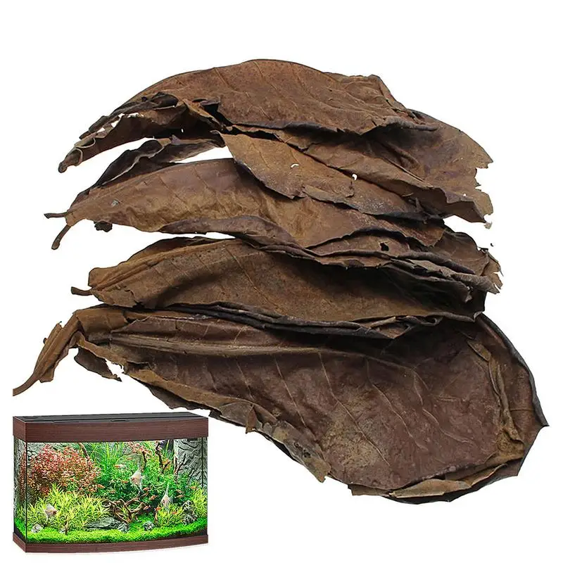 Terminalia Catappa Leaves Betta Shrimp Leaves Multifunctional Water Quality Enhancer PH Balance Water Conditioner For Aquarium