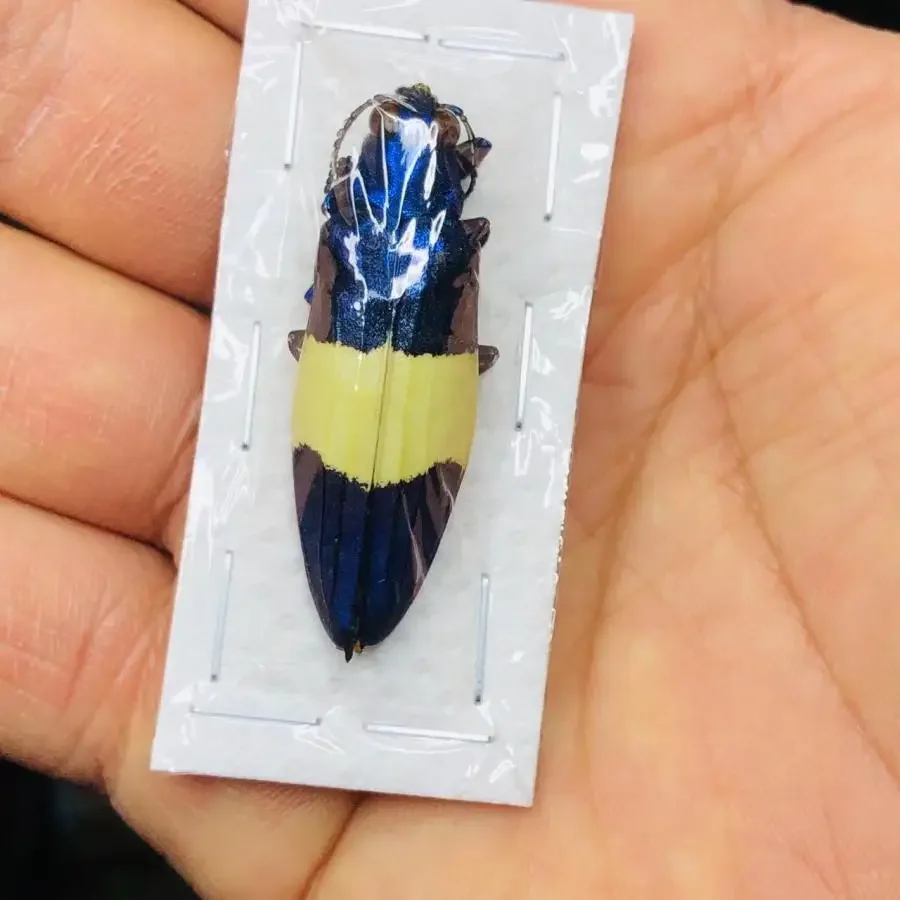 

10 шт. Спартанский вертикальный карман Голофа Спета Пифид образец настоящего образца насекомых домашний декор