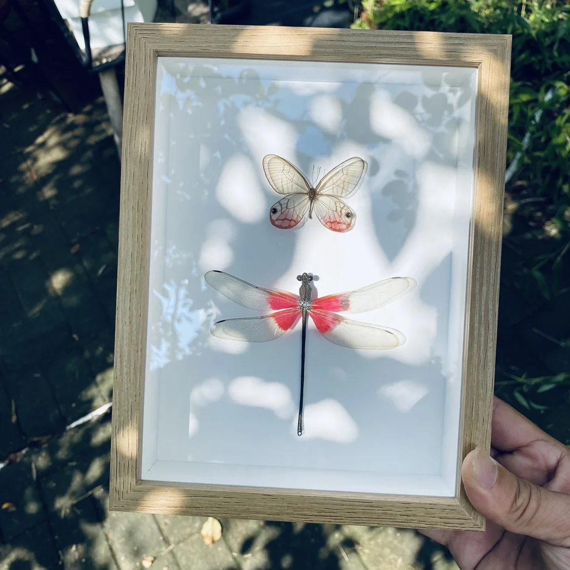 

Research Hobbies Collection Home Decor Home Decoration Accessories Statu-Real Dragonfly Specimens Insects Butterflies Crafts