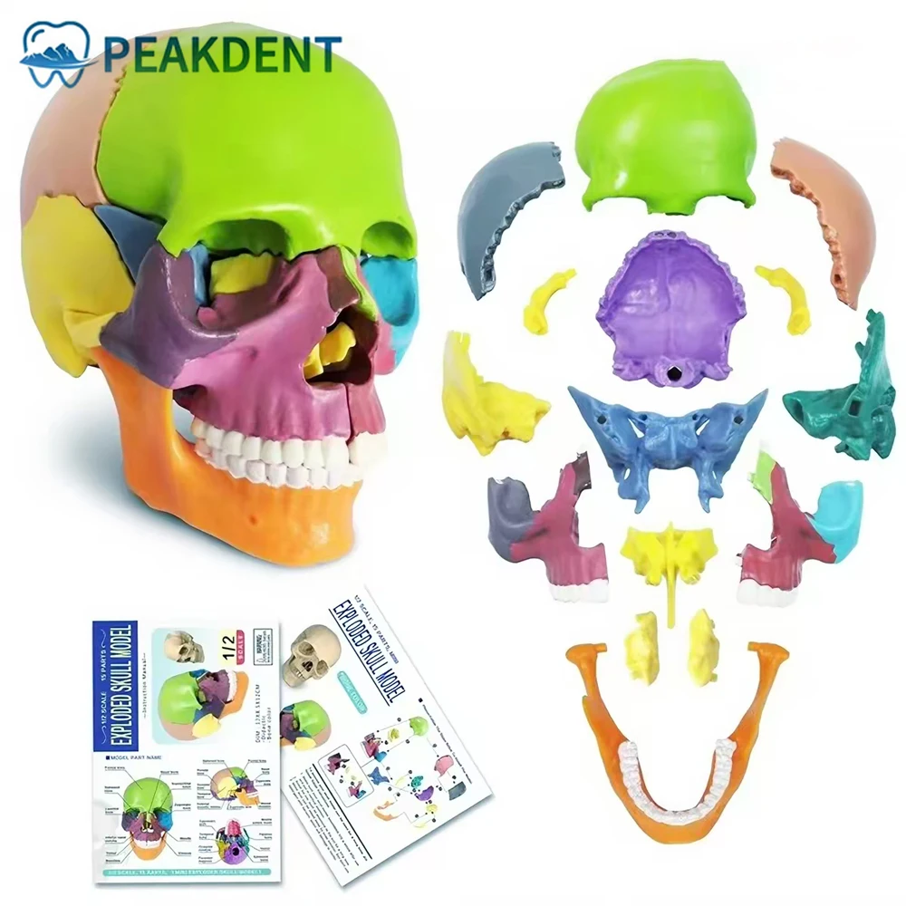 

Detachable Teaching Anatomical Skull Model Desktop Ornament Disassembled Color Dentist Teaching Training Skull Dentist Model 1se