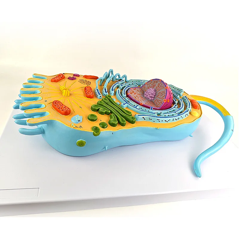 Eukaryotic Cell Structure Model, Eukaryotes, Cell Biology, Teaching