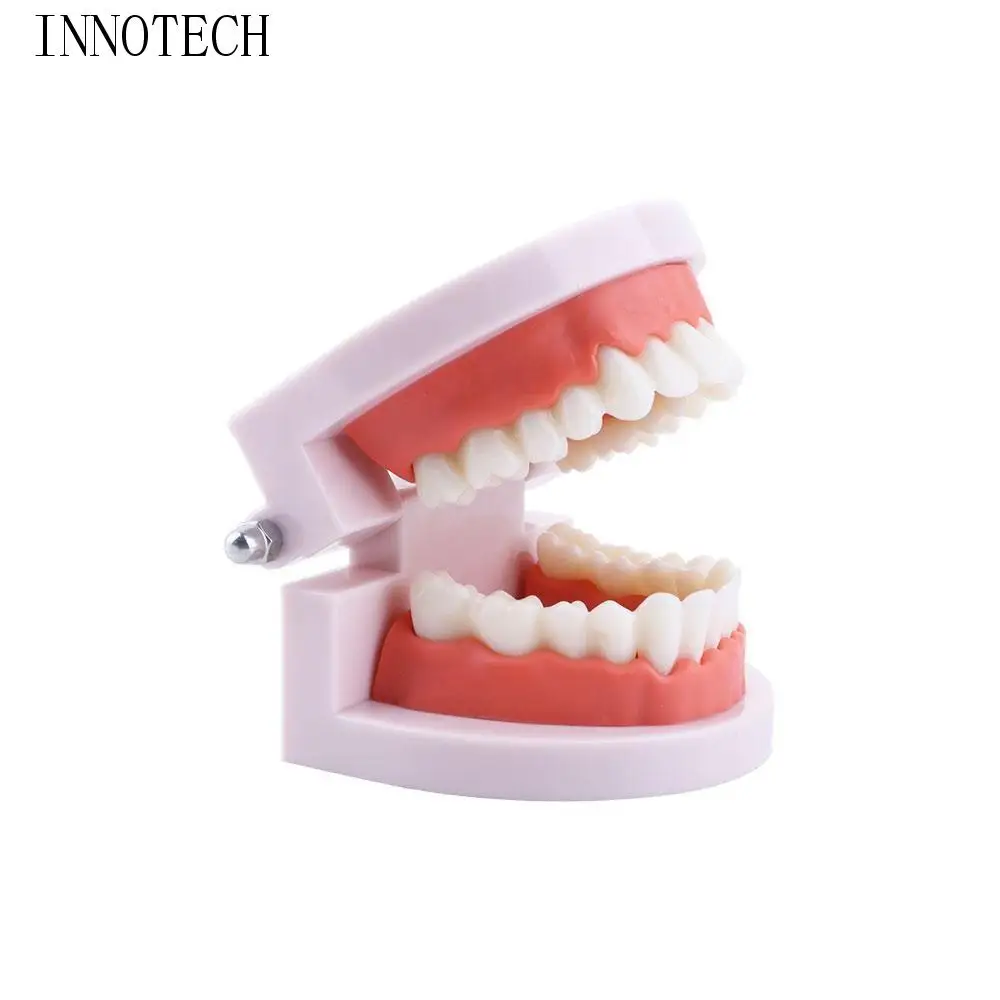 

Pro White Lab Typodont Demonstration Oral Education Study Denture Model Teeth Model Flesh Pink Gums Standard Teeth Model