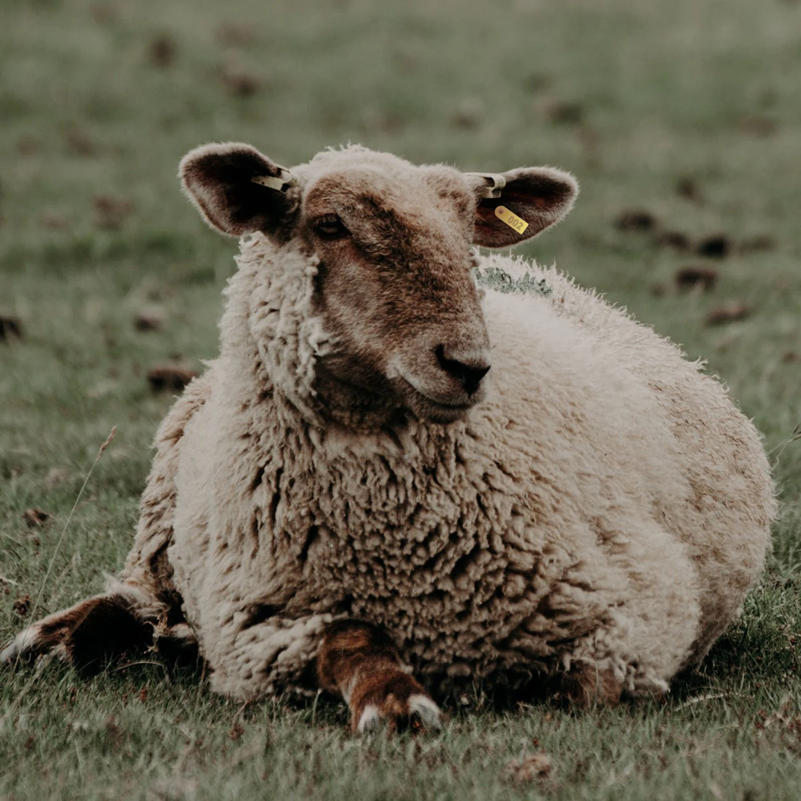 

100Pcs Livestock Tags Plastic Ear Tags for Cattle Goats Pigs Durable Safe Environmentally Friendly Clear Printing