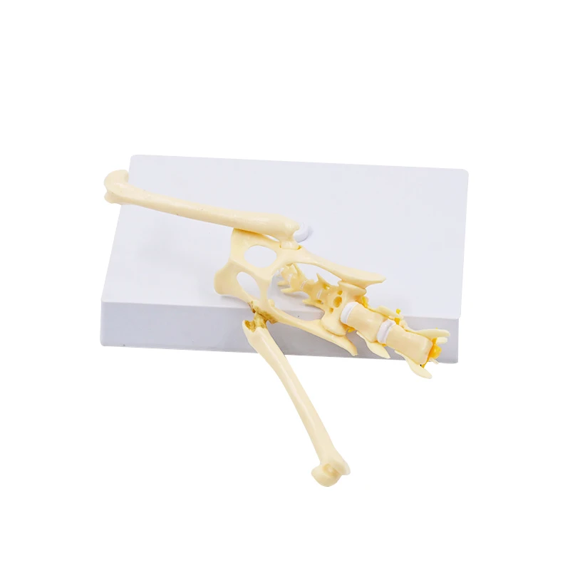 نموذج عظمة الحوض القط بالحجم الطبيعي هيكل عظمي القطط مع فقرة قطنية وحبل العمود الفقري هدية تعليمية طبية تشريحية #4