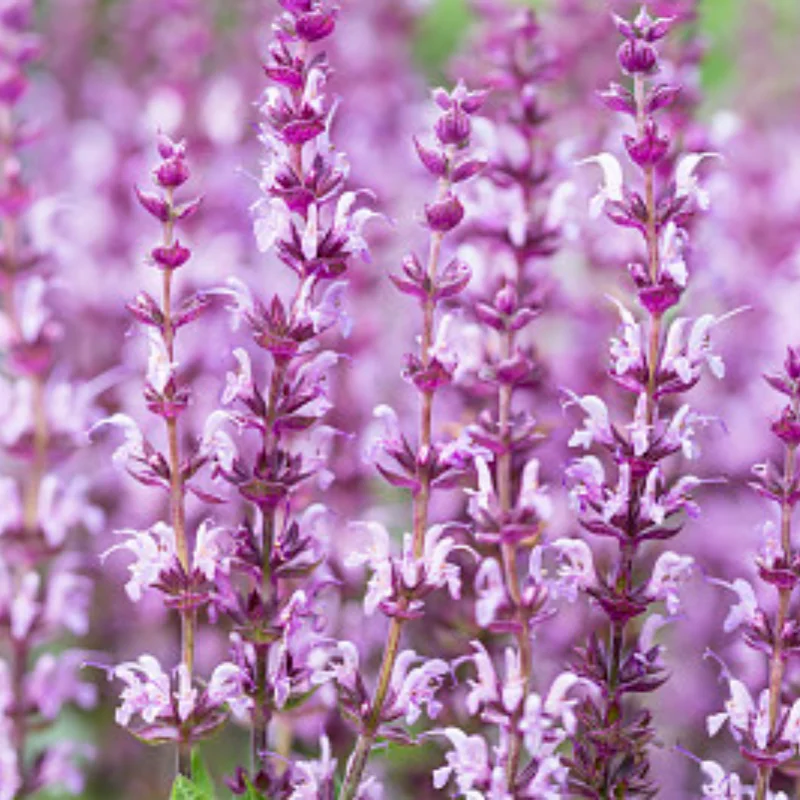 

Крышка шестерни для WLtoys 1/24 244016 LOSI 1/24 Micro-B RC автомобиль металлическое обновление OP аксессуары Запчасти