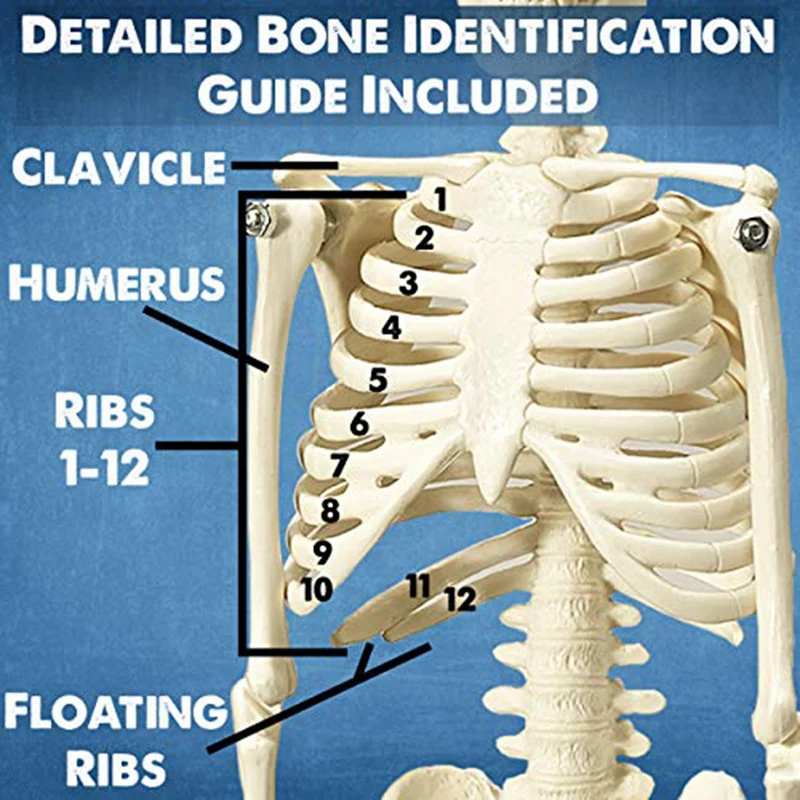 Human Heart, Torso And Skeleton Model For Anatomy And Physiology Students Hands-On 3D Model Learning Tool PVC 3 Piece