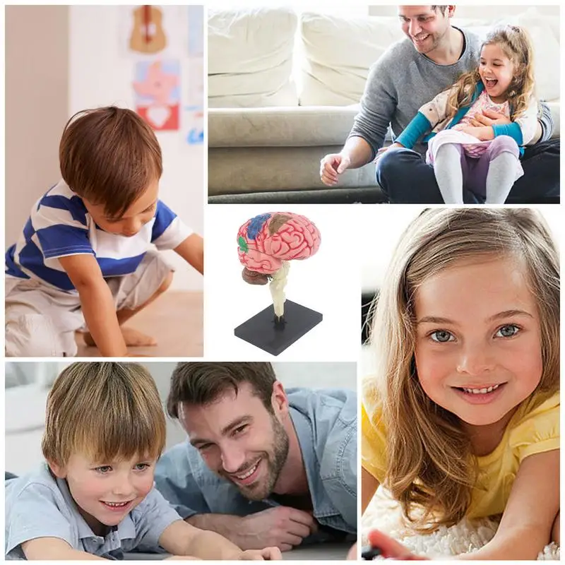Модель мозга человека, анатомическая модель, обучающая модель средника с дисплеем, мозг артерии с цветовой кодировкой, анатомическая модель обучения своими руками