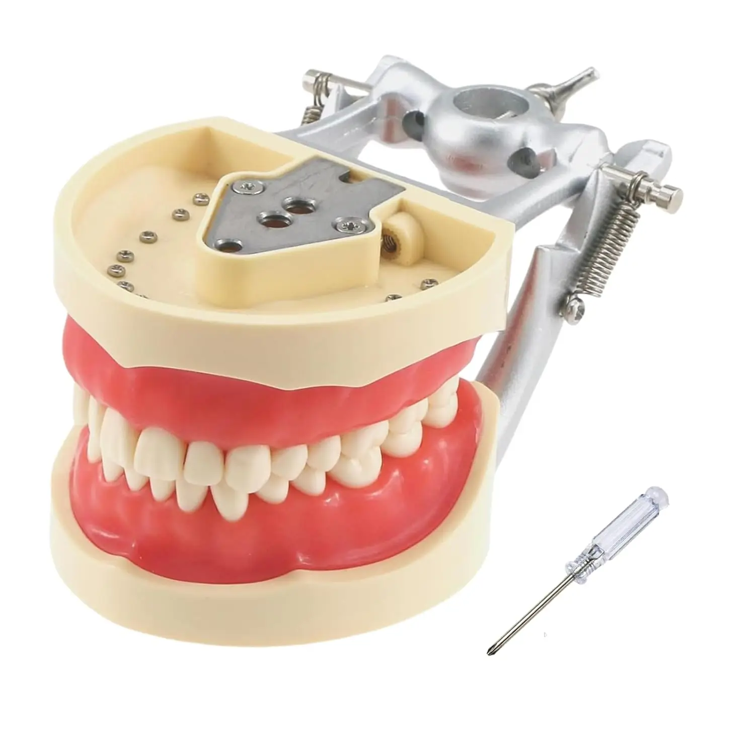Dental Typodont Teeth Model with 28 / 32 pcs Removable Teeth for Teaching for Practice and Study，dental school essentials
