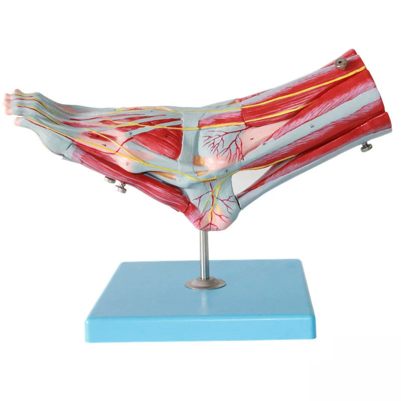 

Human Foot Joint Anatomical Model 9 Parts Muscle Neurovascular Ligament Blood Vessel Foot Surgery Model
