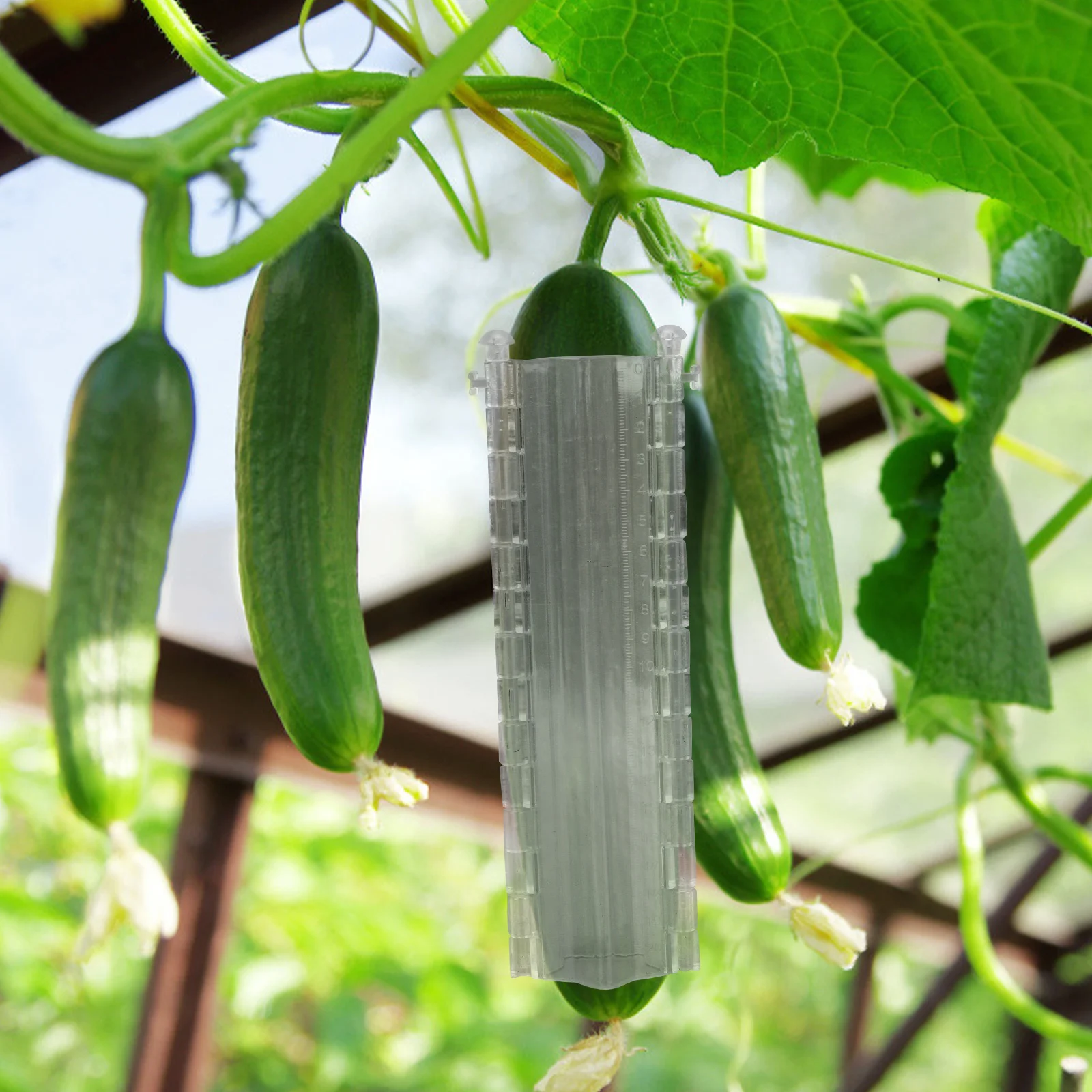 

2Pcs Five-Pointed Star Vegetable Growing Molds Cucumber Shaping Accessories for Outdoor Garden Fruit Growth Tools Melon Forming