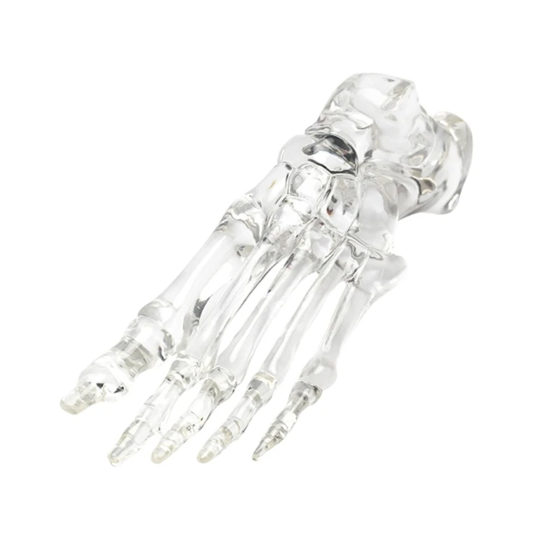 

Clear Human Foot Joint Skeleton Model Anatomy Left Foot and Ankle Bone Model for Teaching Research and Educational Use