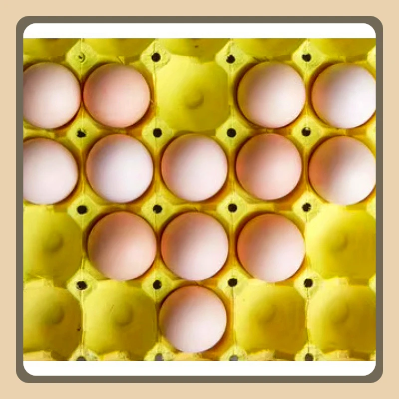 Eco-Friendly Waste Paper Recycling Machine for Egg Tray Production Fully Customized Production Line with Low Energy Consumption