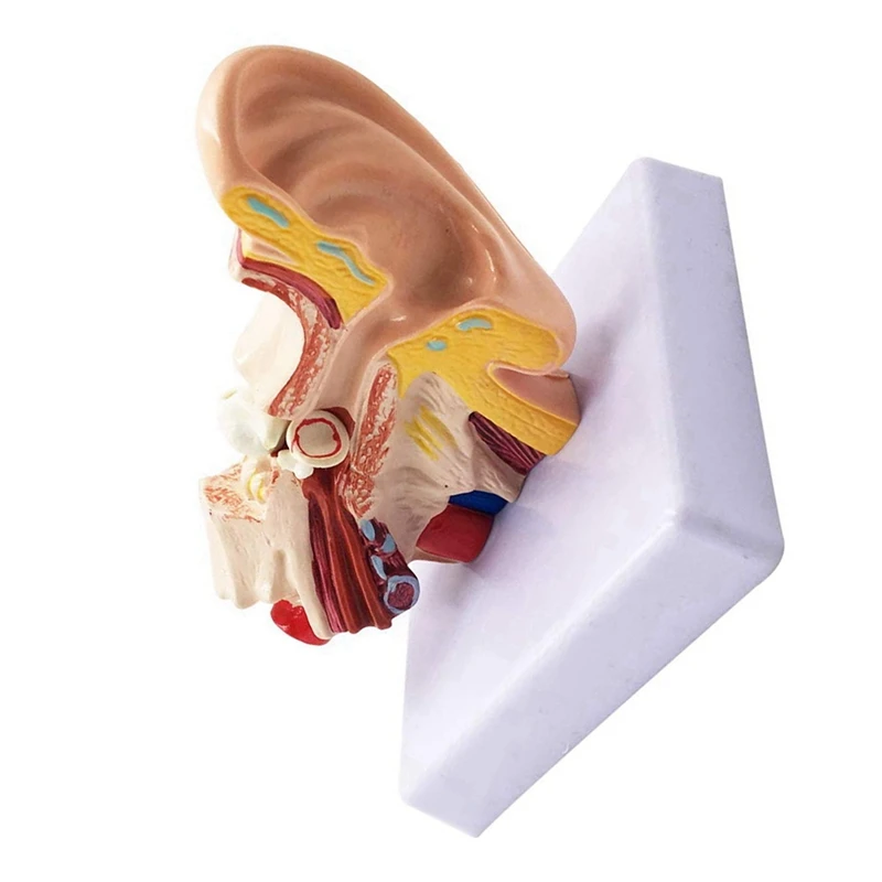 2 Pcs 1.5X Human Ear Anatomy Model - Professional Desktop Inner Ear Structure Simulation Model For Education
