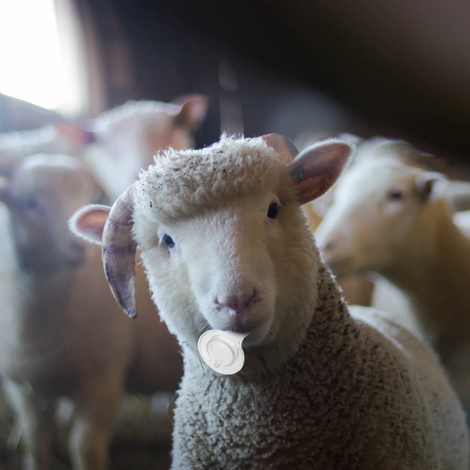 

10Pcs Silicone Lamb Feeding Nipples Anti-Bite Wear-Resistant Pacifiers for Goat Sheep Milk Bottles Small Animal Nursing Tools