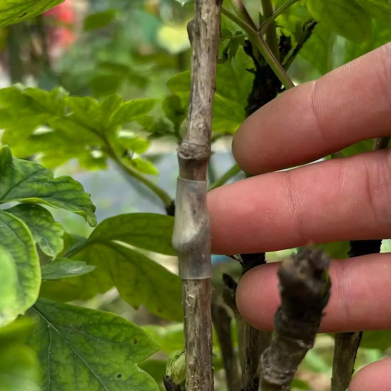 

Зажимы для прививки растений, 100 штук, силиконовые трубки-рукава для прививки, для использования в помещении и на улице, в саду, на участке, в теплице