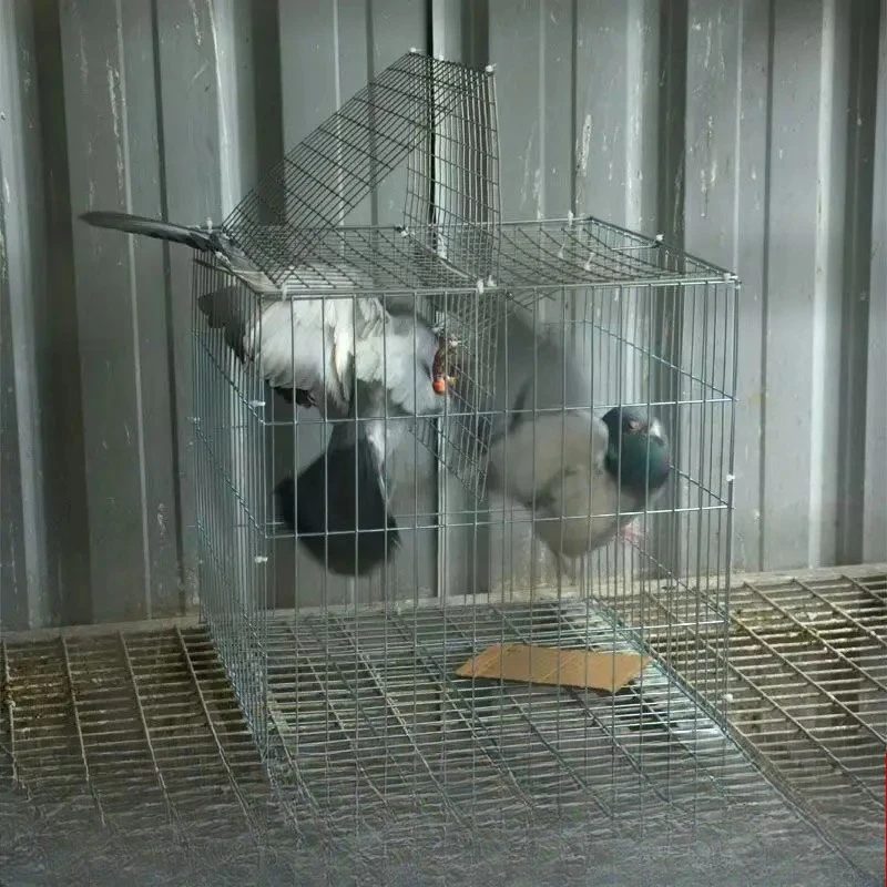 Automatic continuous entry into the pigeon cage Encryption Coarse anti-rust Sky drop cage Only in and out of the pigeon cage Out