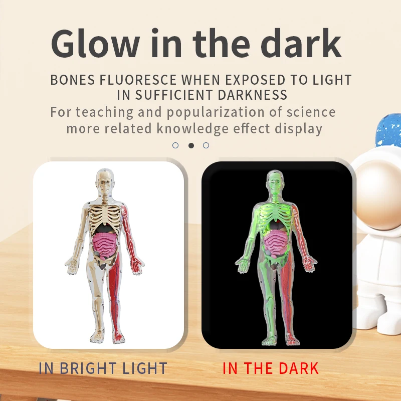 DIY Assembly of Noctilucent Human Organ Skeleton Model Anatomy For Early Childhood Biology Teaching Primary Secondary Students