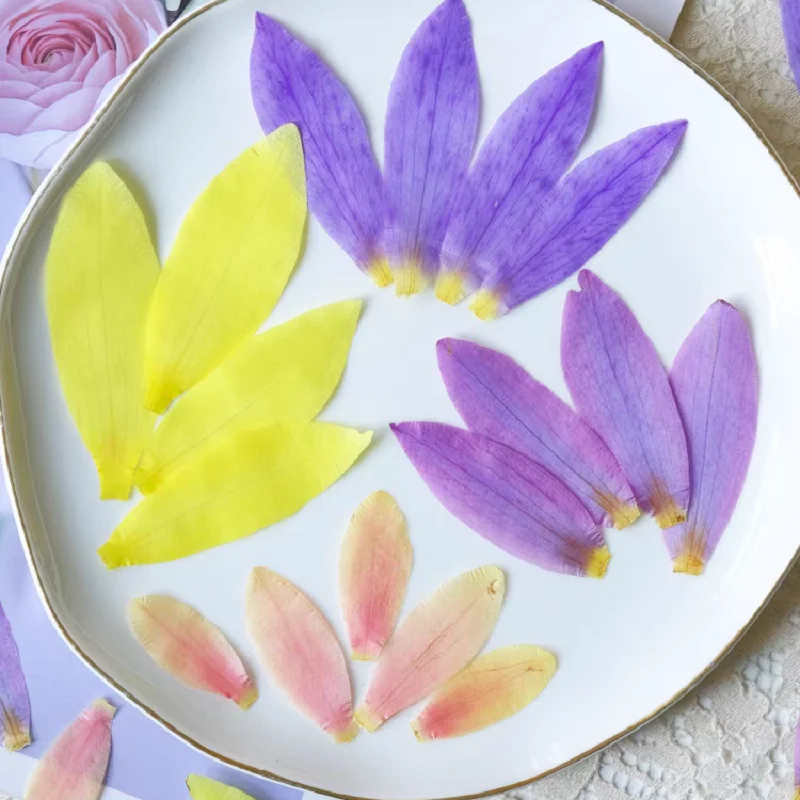 100pcs Pressed Dried Lotus Water Lily Petal Flower Plants Epoxy Resin Case Card Bookmark Jewelry Making Face Makeup Craft DIY