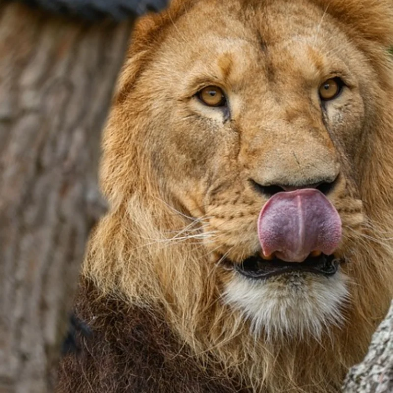 806 2.4G RC قارب التحكم عن بعد لعبة مقاومة للماء محركات مزدوجة 20 كيلومتر/ساعة عالية السرعة RC قارب سباق القارب