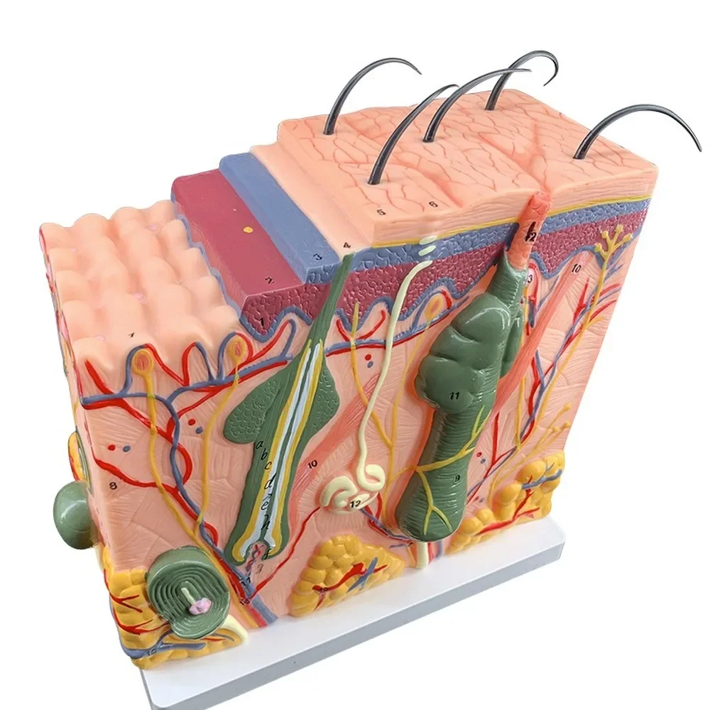 Skin and Hair Structure Human Skin Model 50 Times Enlarged hair Layer structure Anatomical Anatomy Medical Teaching Tool