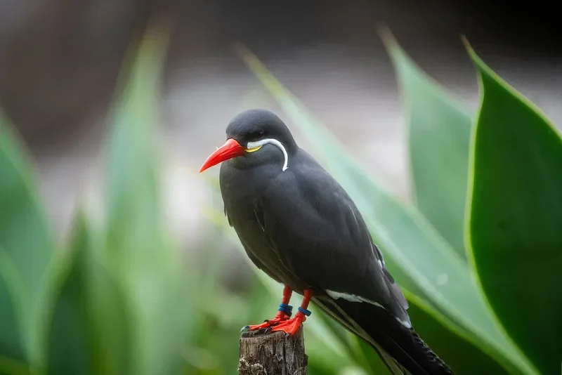 Flywoo BEC V2.0 - 5 V/12 V 2 A e 3,3 V 1,5 A per FPV Drone fai da te (fotocamera/VTX/controller di volo)