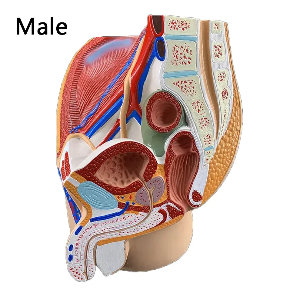 Medical Science Man Female Vagina Anatomical Model Lifesize Median Sagittal Section Human Woman Pelvic Cavity Structure Model