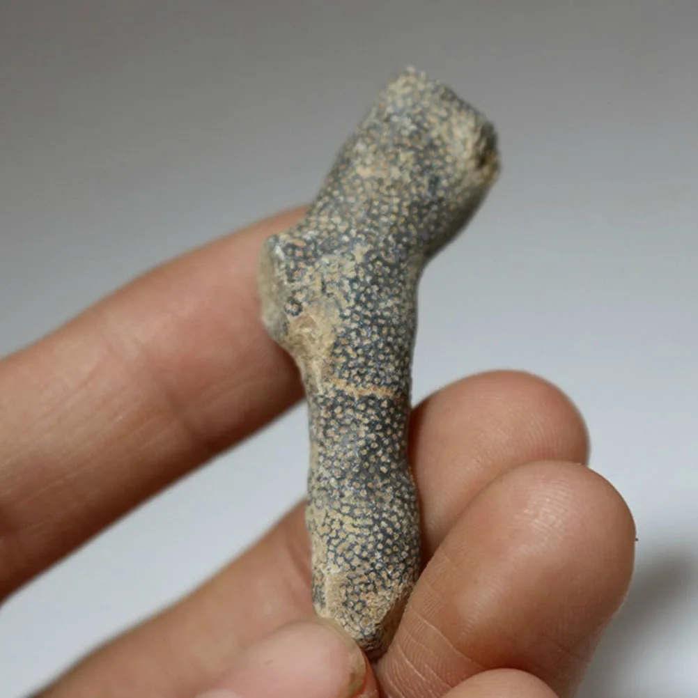 

5pcs Bryozoan Specimens Simulation For Education Decor Paleontology Teaching Tool Desktop Ornament Ancient Sample