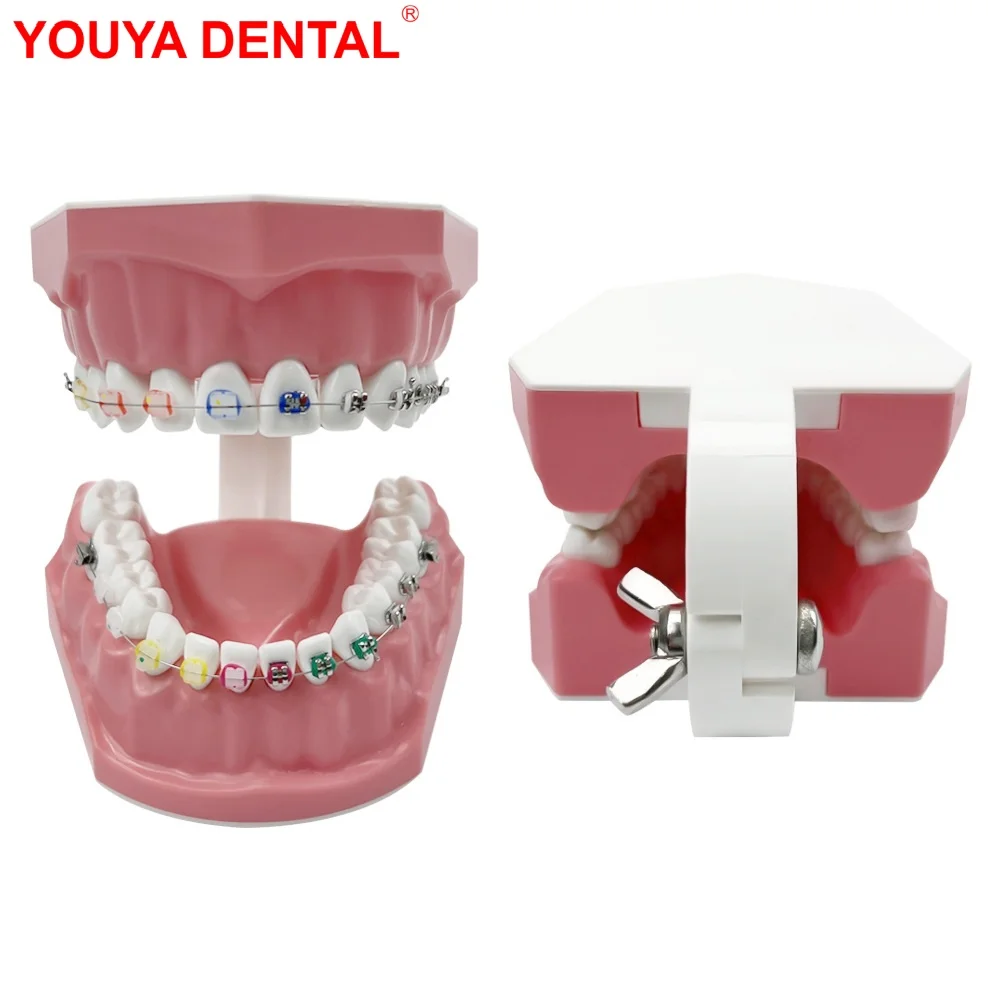 

Half Metal Half Ceramic Dental Orthodontic Teeth Model With Braces Bracket Standard Dental Teaching Model For Studying Education