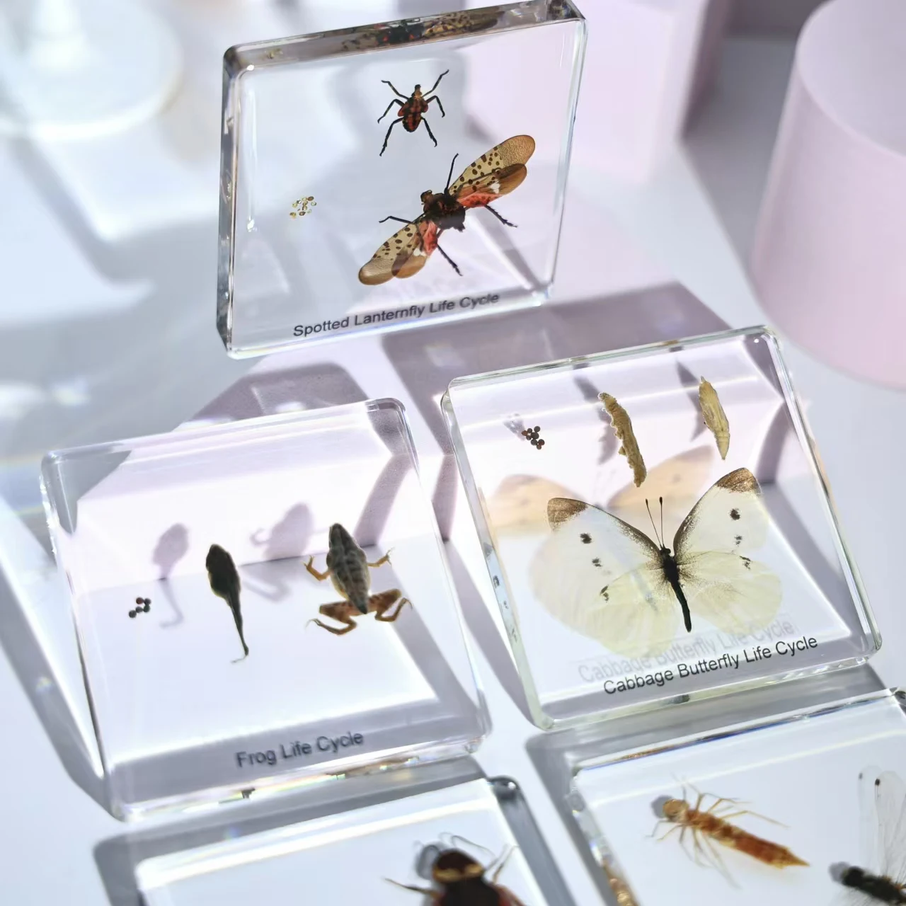 5pcs Cuboid Resin Insect Butterfly Specimen Decoration Crafts Teaching Model Desk Decoration Home Decoration Accessories